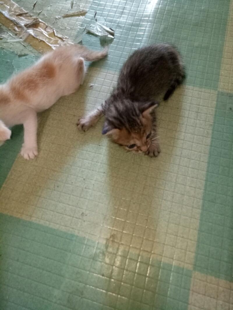 IMG20170906102815.jpeg